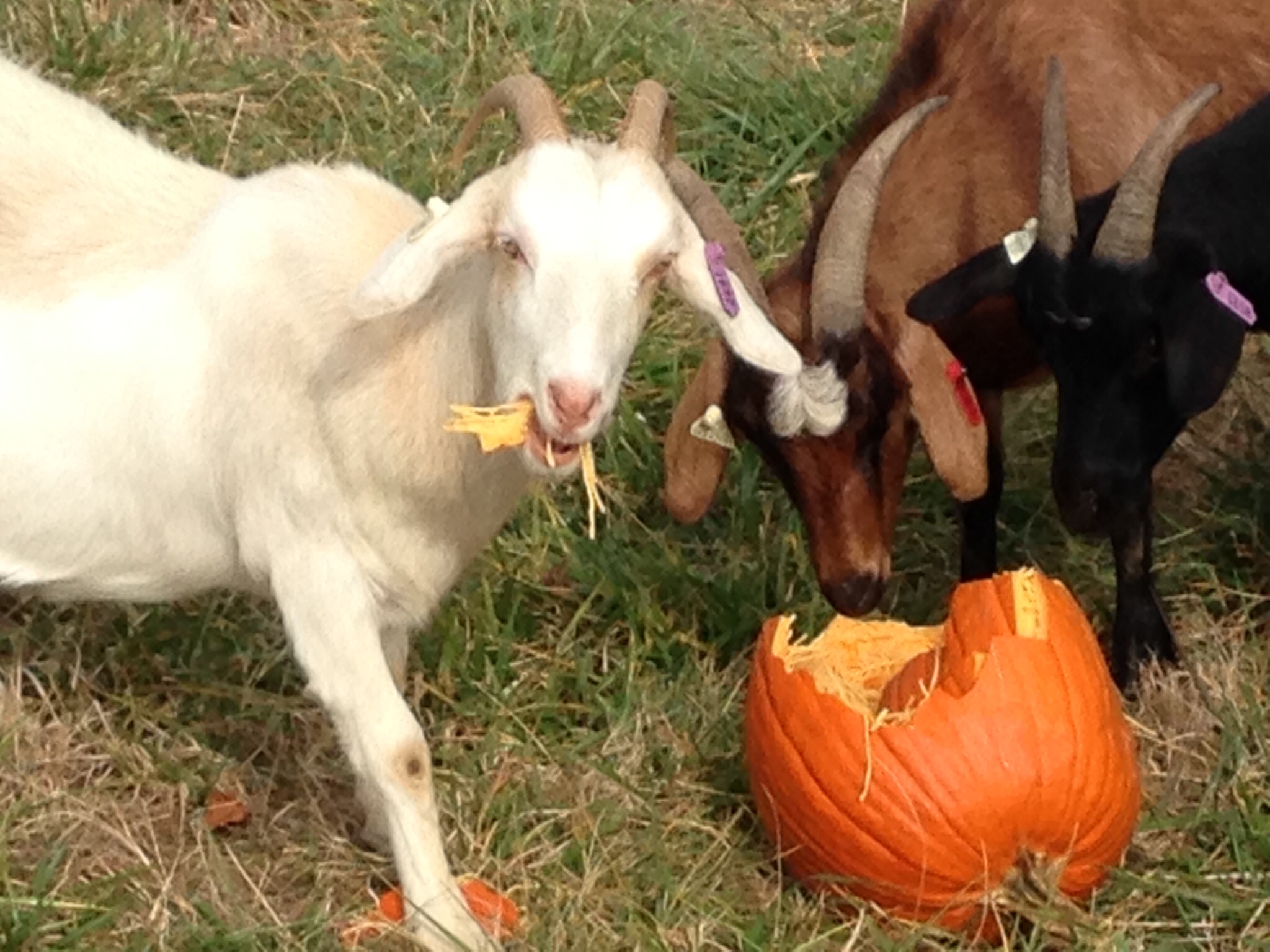 Goats love Halloween!