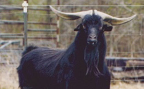 Reference Sire TAY Onyx